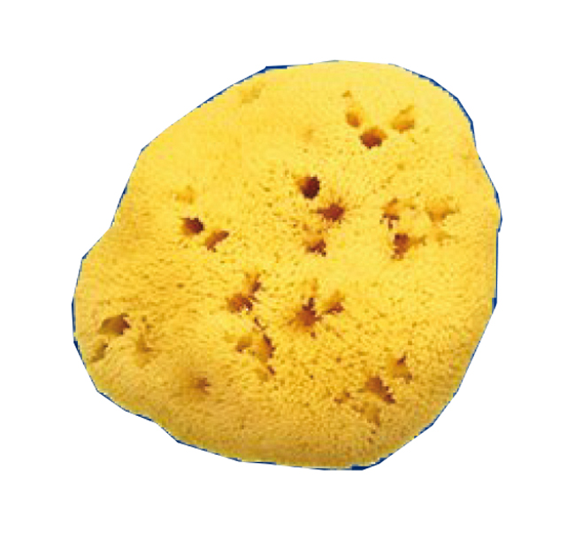 SPUGNA NATURALE FORI L 12/13CM 9 - Farmacia Del Monaco