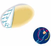 COMPEED VESCICHE CEROTTI FORMATO MEDIO 5 PEZZI - Farmacia Del Monaco